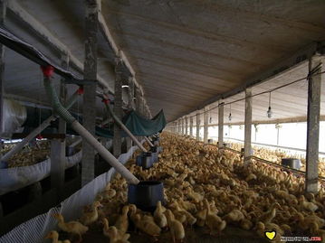 養鴨專用水線料線噴霧消毒設備 水資源專用機械的創新制造